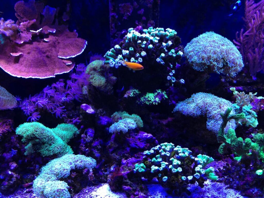 Strange "Living Rocks" Found Off Puerto Rico
