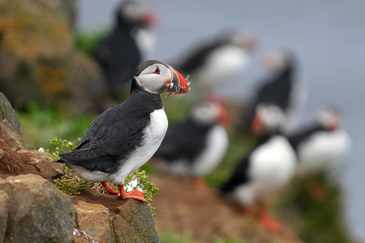 Maine’s Puffins Face New Climate Threats