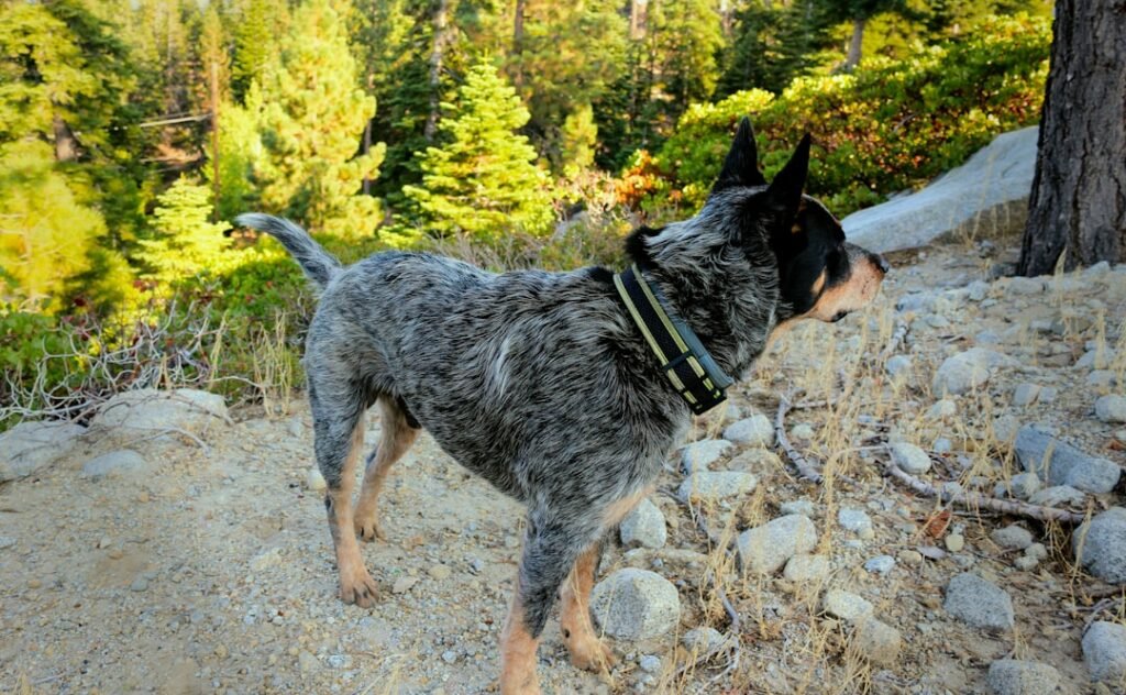Could Earthquakes Influence Animal Behavior?