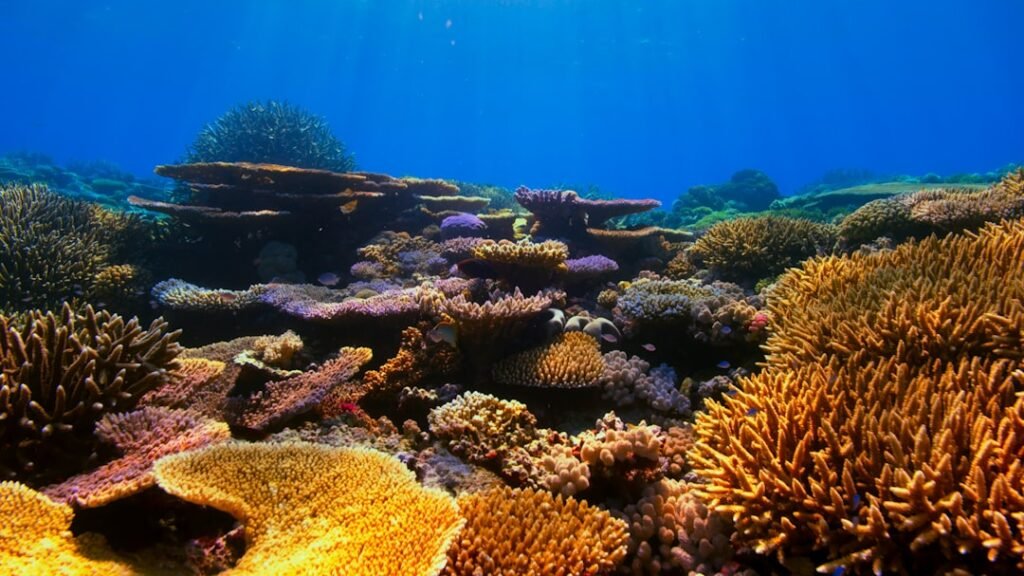 Hawaii's Coral Forests Are Making a Miraculous Recovery