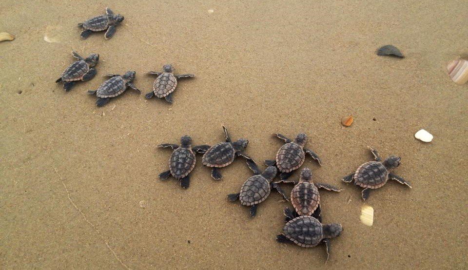 Florida's Sea Turtles Break Nesting Records