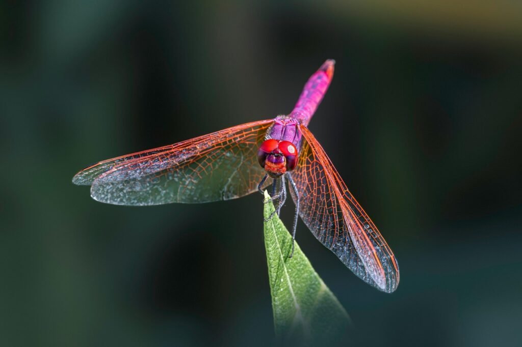 Which Insect Mirrors Each Zodiac Sign's Energy?