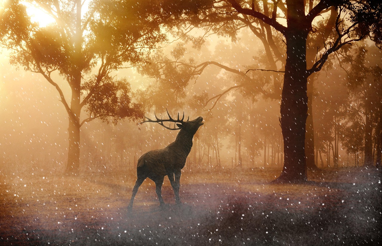 Which Animal Reflects Your Rising Sign’s Energy?