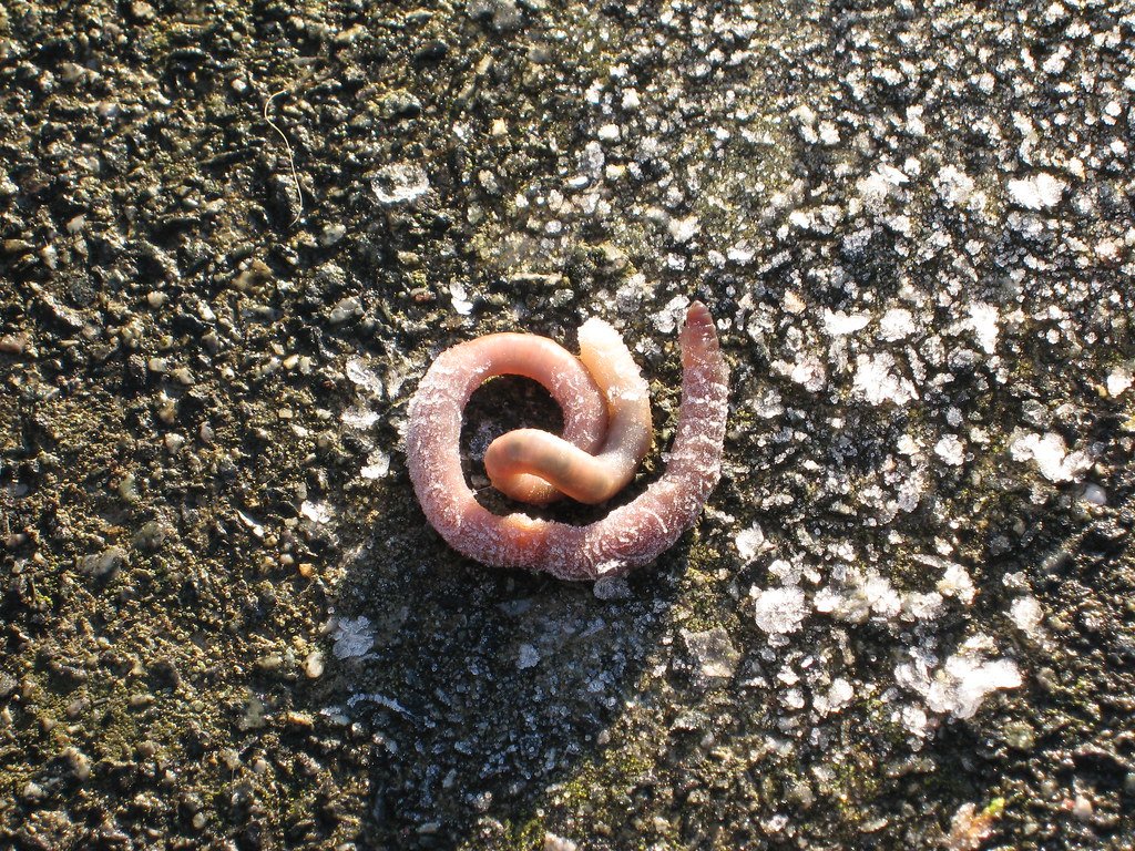 Alaska's Ice Worms Are Melting Back Into Mystery