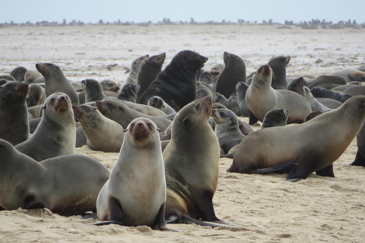 Oregon’s Sea Lions Stage a Surprise Comeback