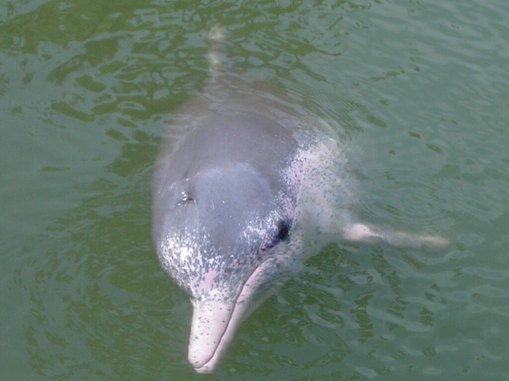 Pink Dolphins Spotted in Louisiana Waters