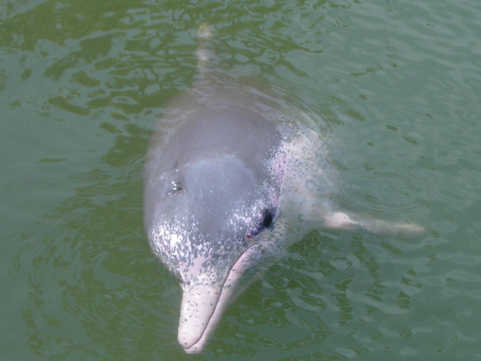 Pink Dolphins Spotted in Louisiana Waters