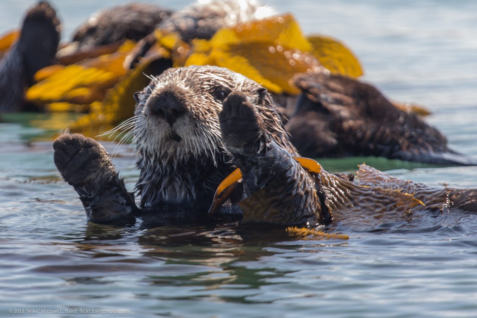 Sea Otters Return to California’s Kelp Beds
