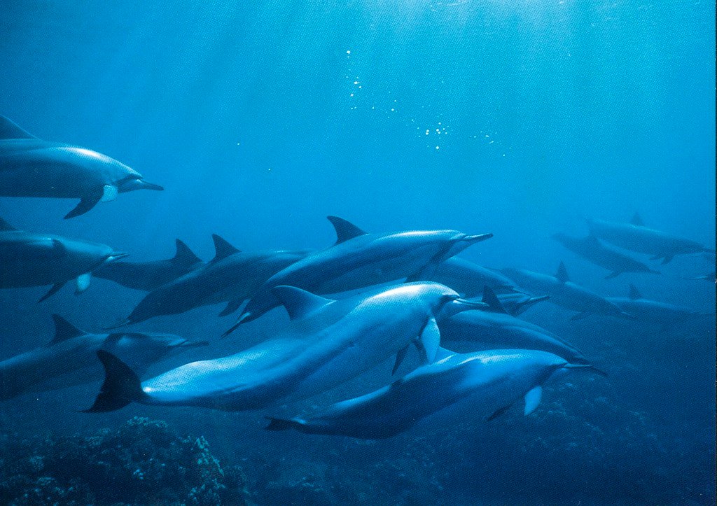 Dolphins Possibly Communicating Across Oceans
