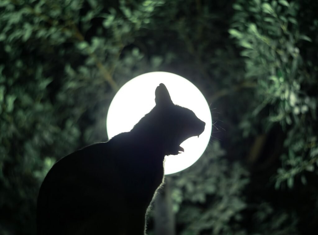 Moon Phases and Animal Behavior: What's Linking Them?
