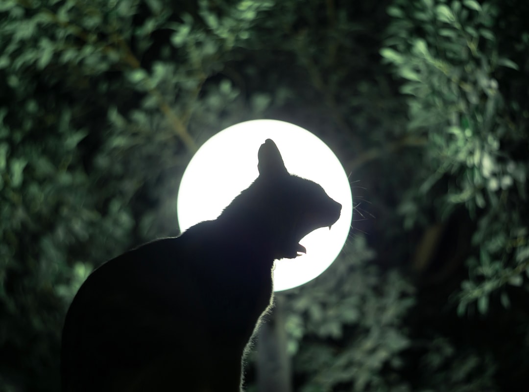 Moon Phases and Animal Behavior: What’s Linking Them?