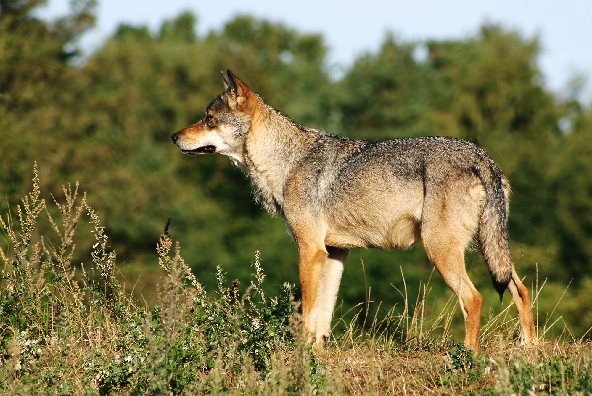 Animal That Channels Sagittarius’ Adventure Spirit