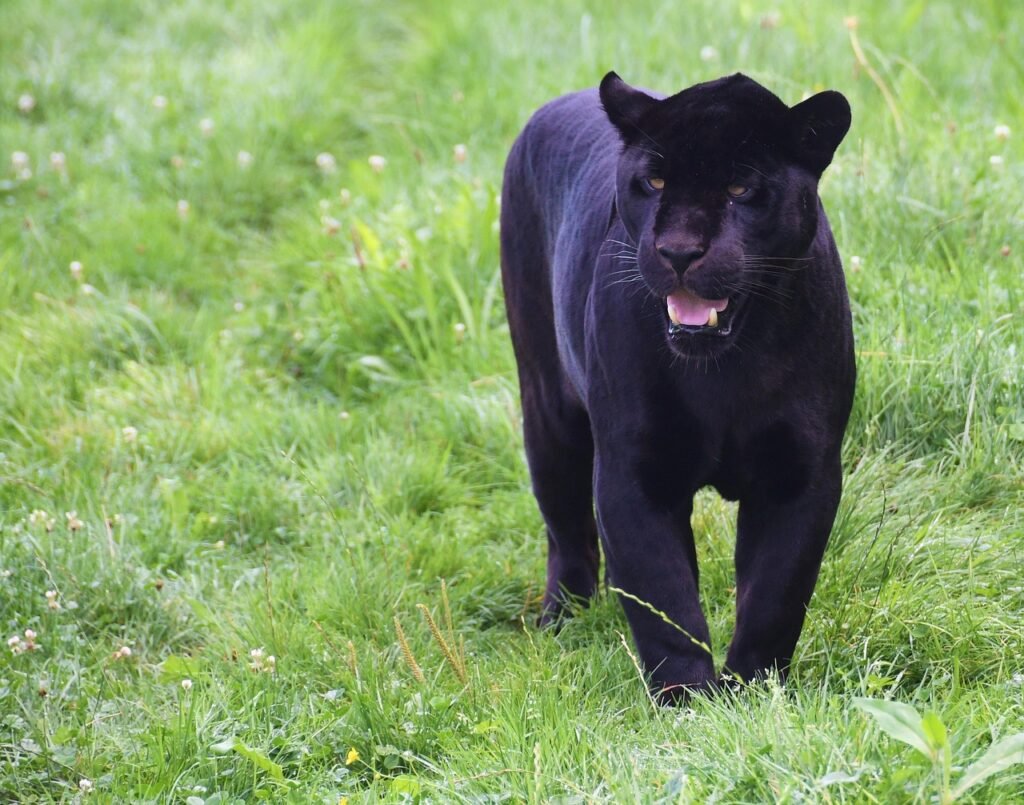 Why the Black Panther Is Nature's Most Misunderstood Predator