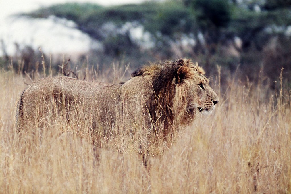 Can Lions Survive Without Their Prides? The Truth Behind Solitary Males