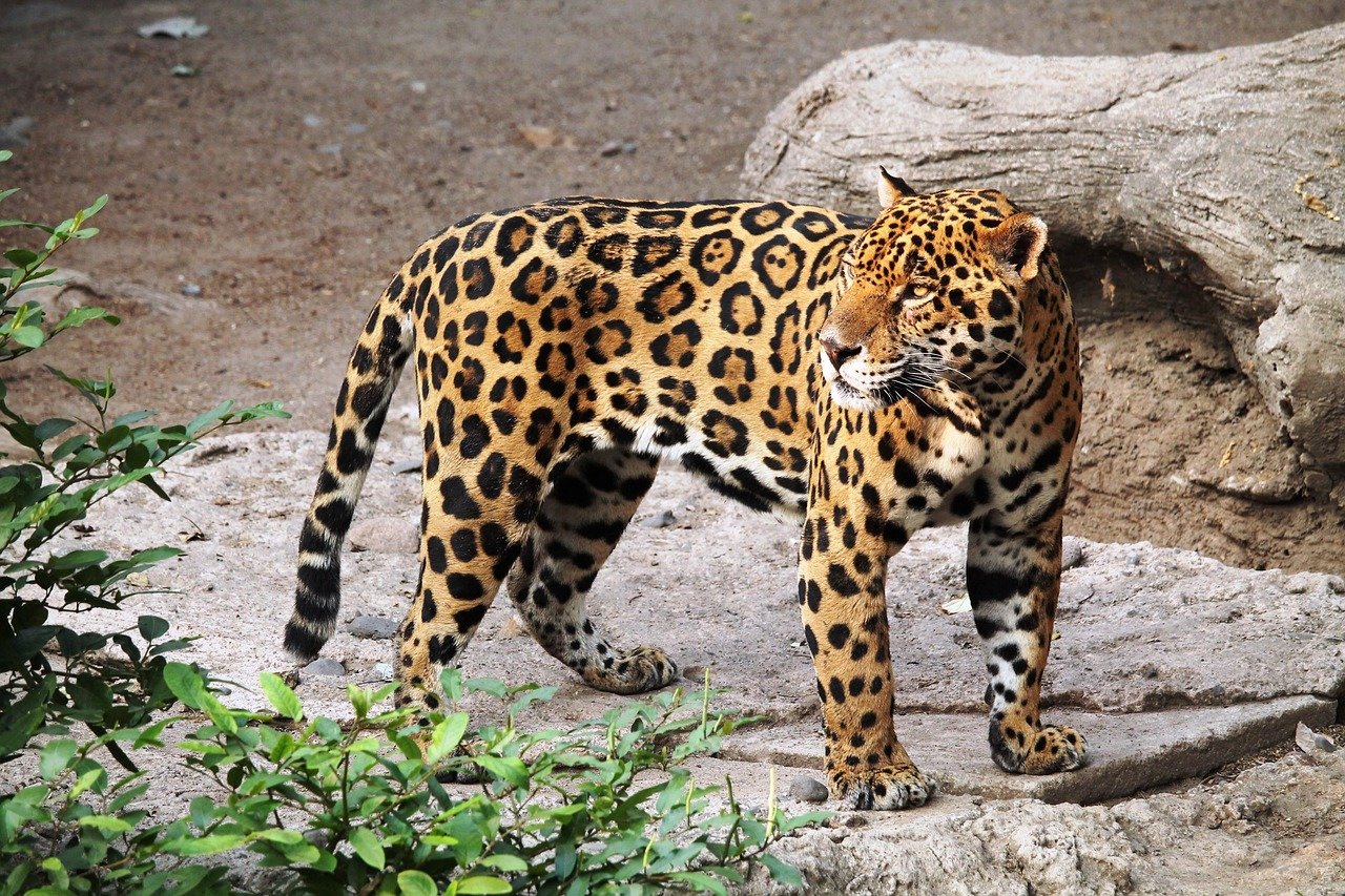 The Jaguar’s Bite: Stronger Than a Lion, Smarter Than You Think