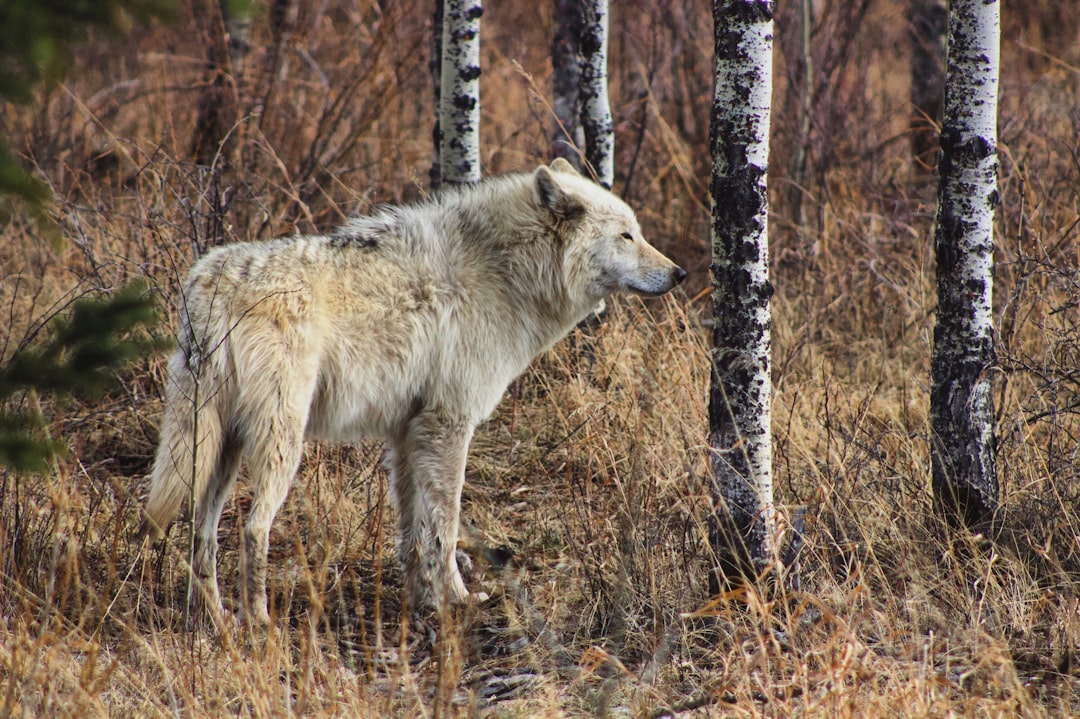 What Happens When Apex Predators Vanish from an Ecosystem?
