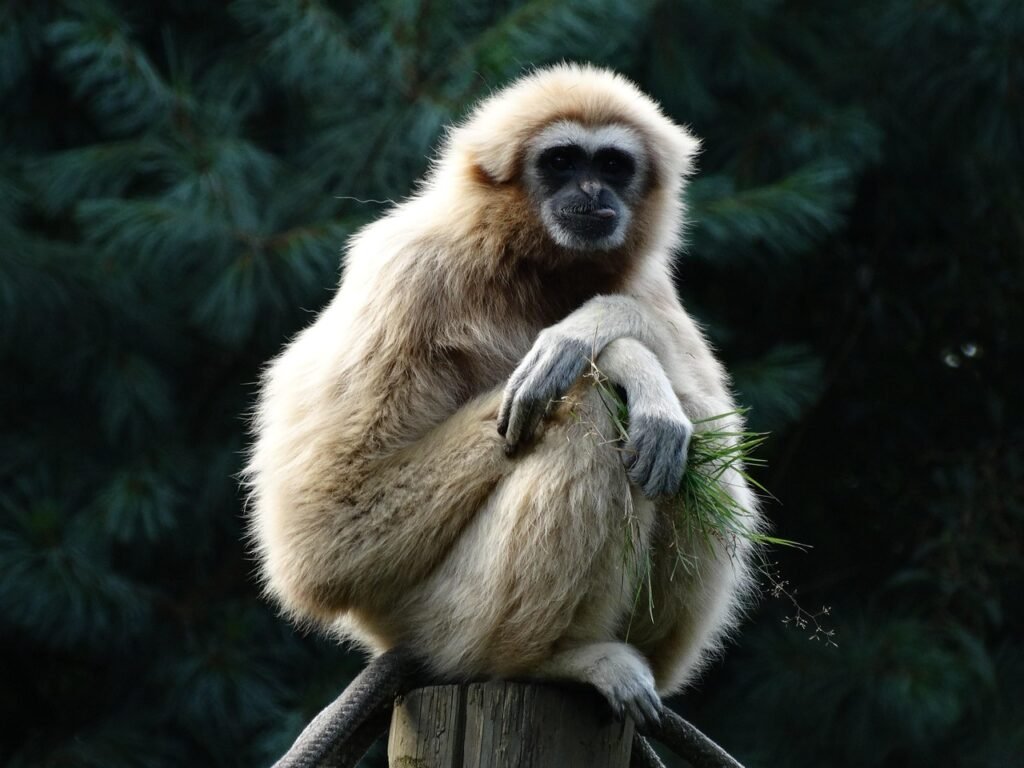 The World's Rarest Mammals - and How Few Are Left