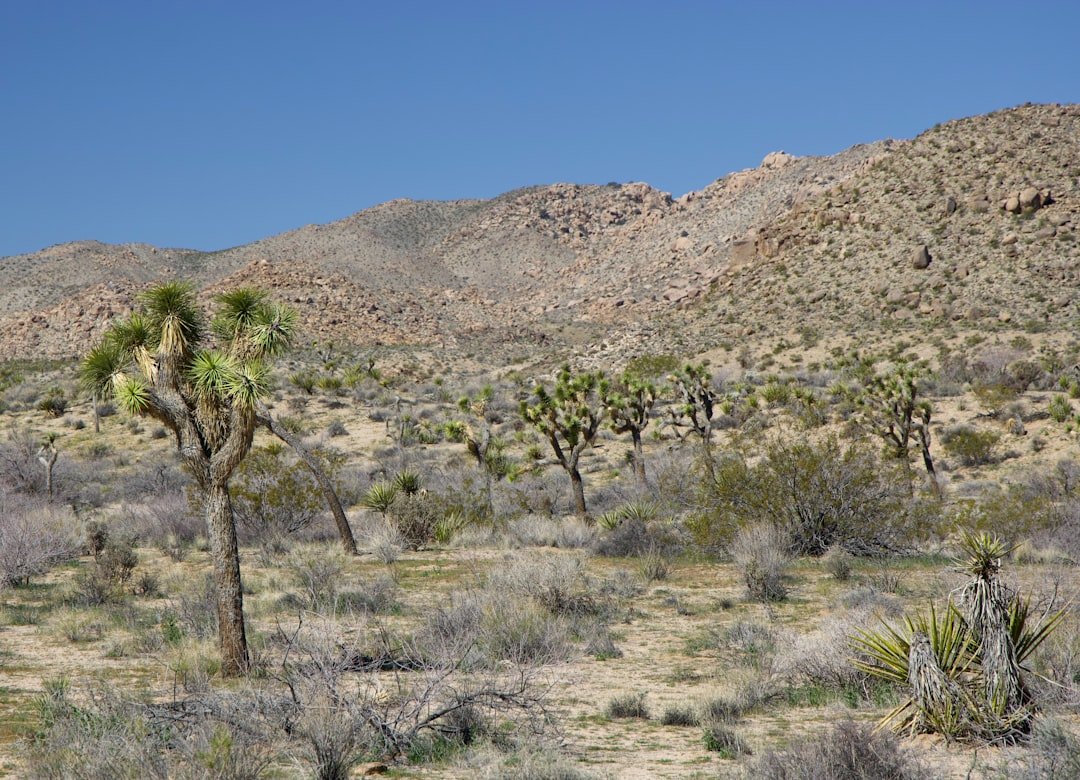 How Desert Plants Survive with Almost No Water – The Science of Adaptation