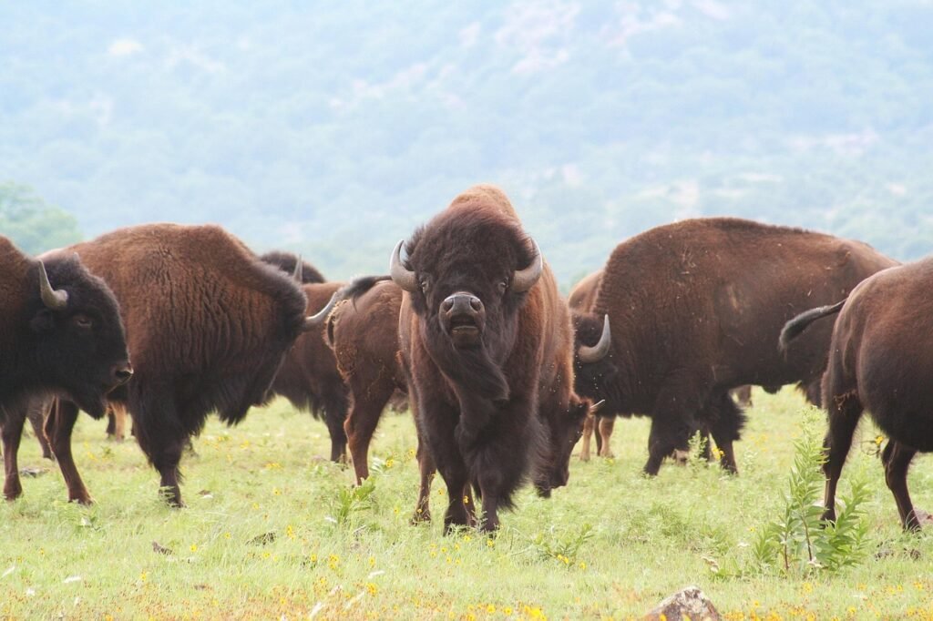 How Bison Herds Are Restoring the Great Plains