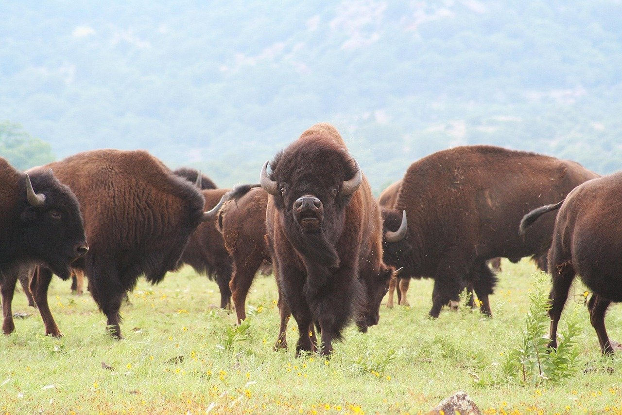 How Bison Herds Are Restoring the Great Plains