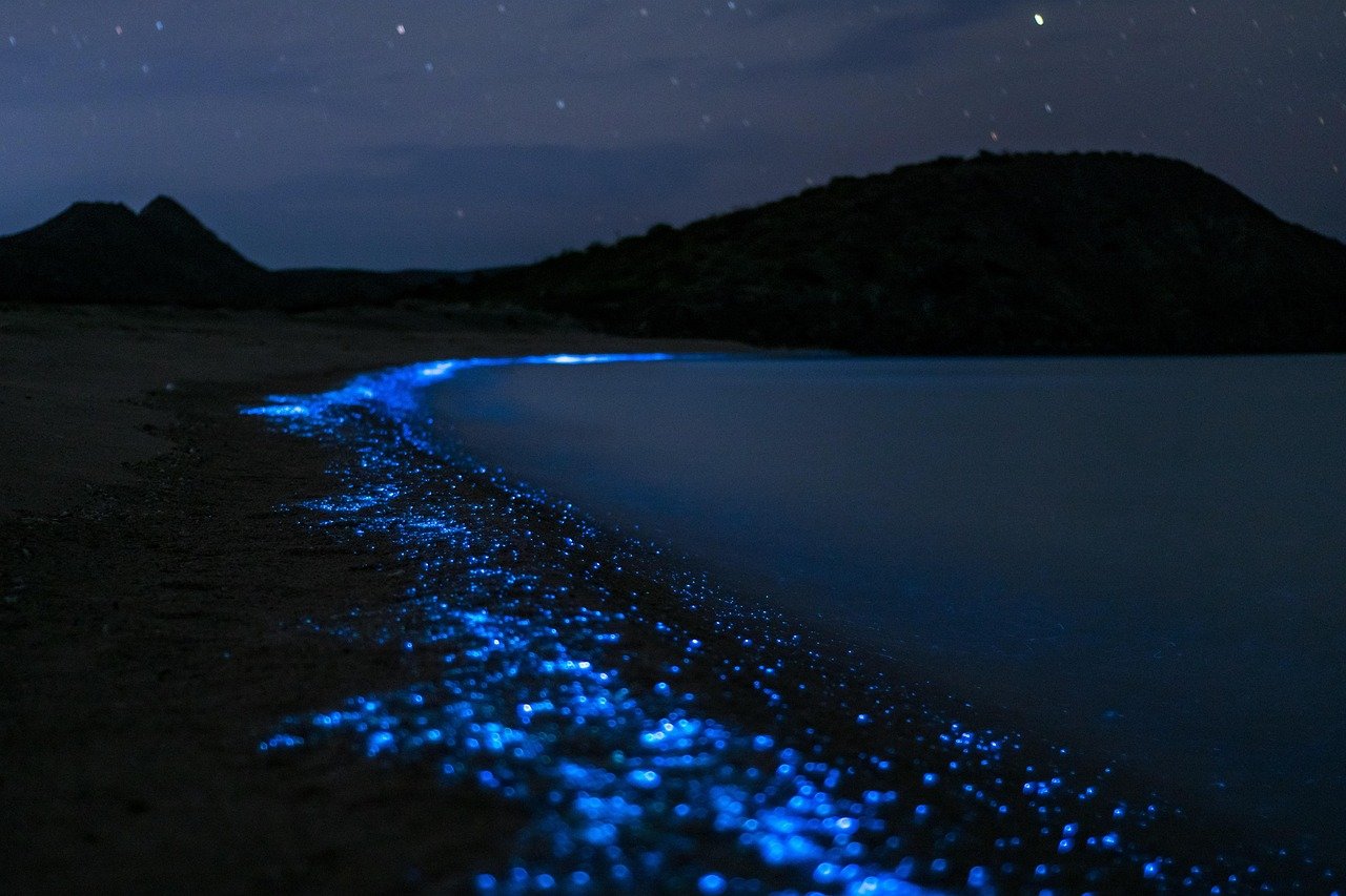 What Triggers Bioluminescent Waves on U.S. Shores