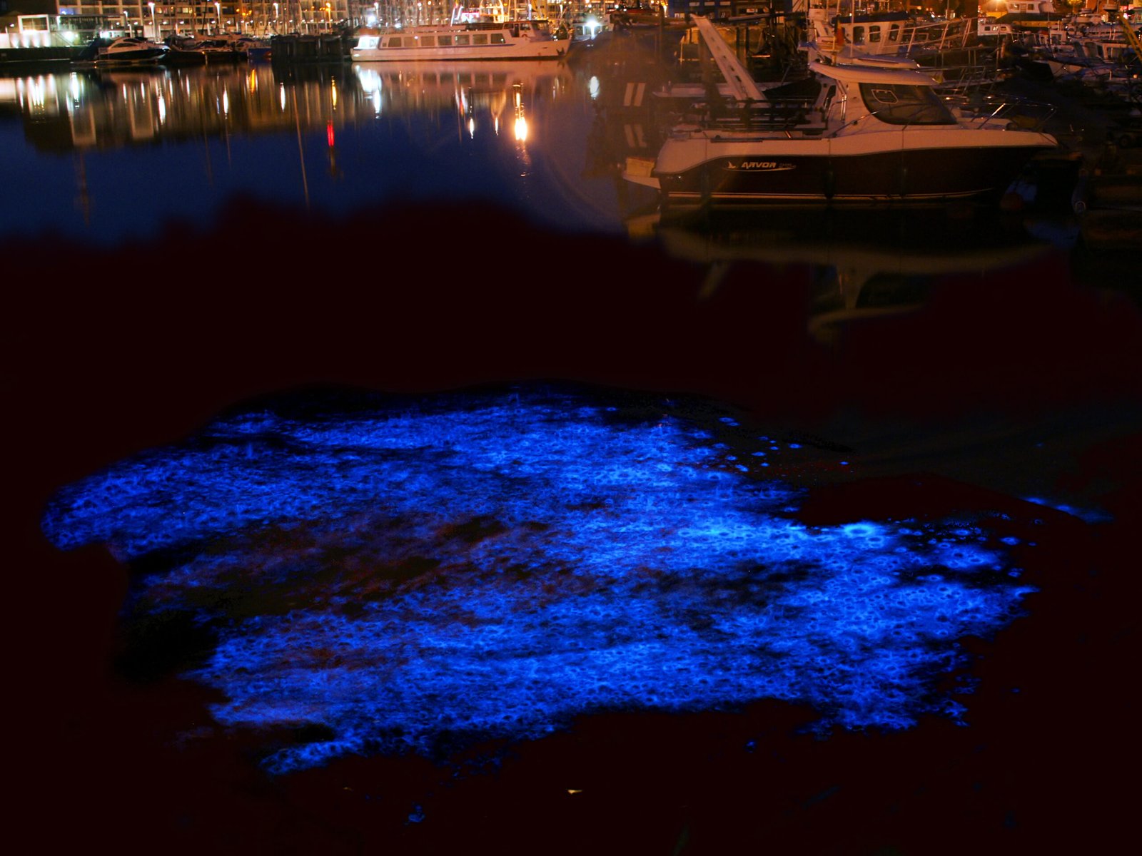 Why The Ocean Glows at Night – The Science of Marine Bioluminescence