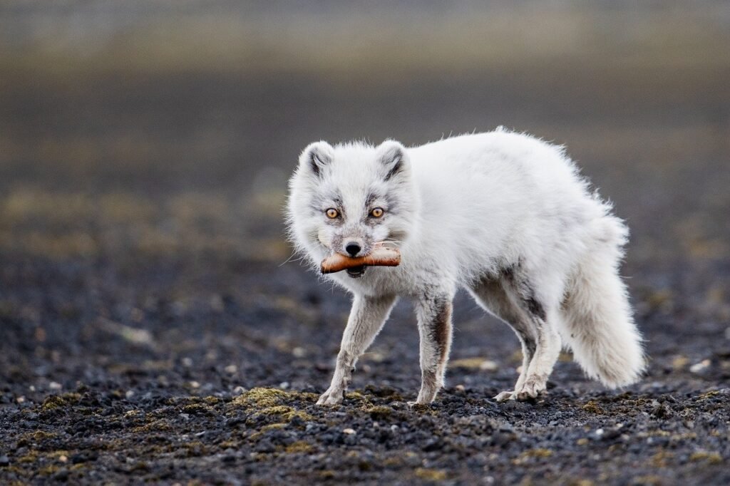 The Arctic Animals Adapting Fastest to Climate Change