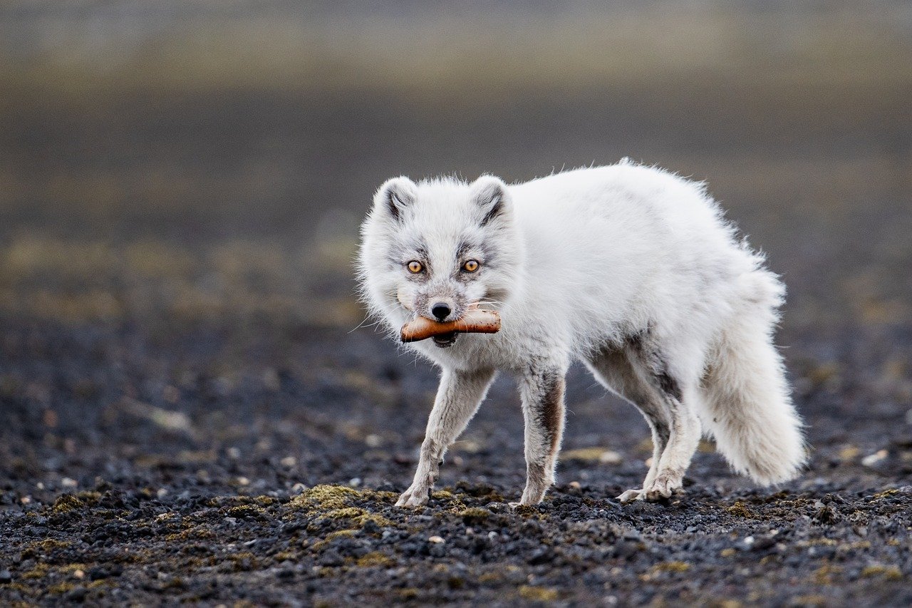 The Arctic Animals Adapting Fastest to Climate Change