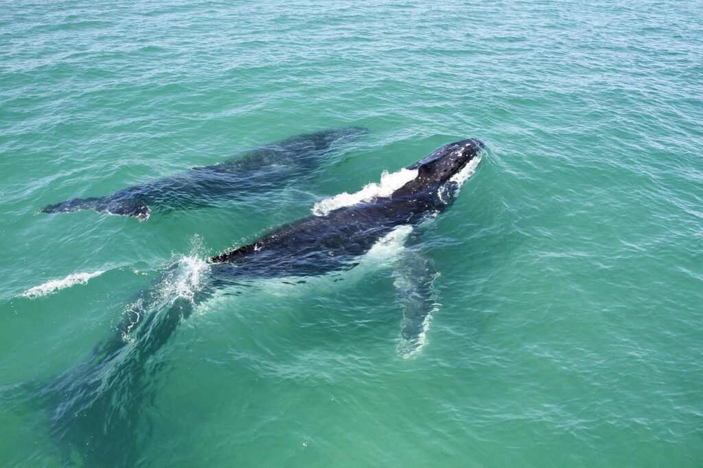 How Scientists Track Hurricanes Using Whale Migration Data