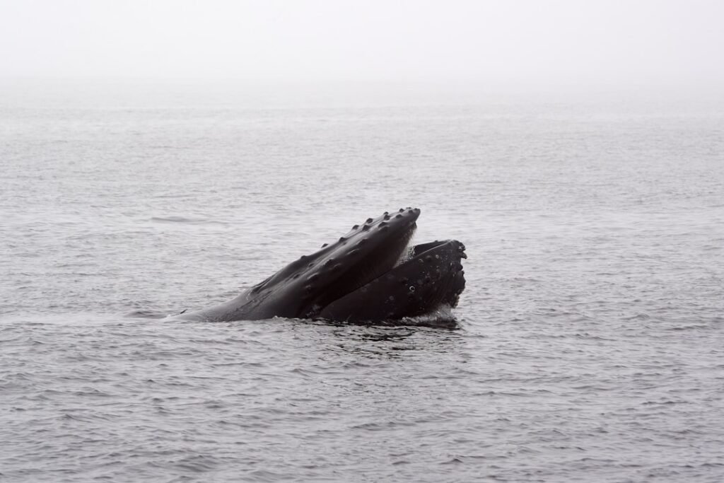The Secret Science of Whale Songs and Ocean Acoustics
