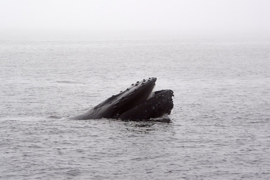 The Secret Science of Whale Songs and Ocean Acoustics