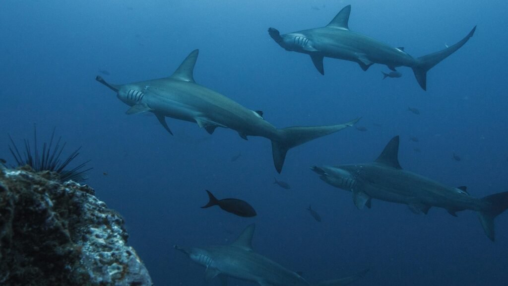 The Animals That Use Earth's Magnetic Field to Navigate