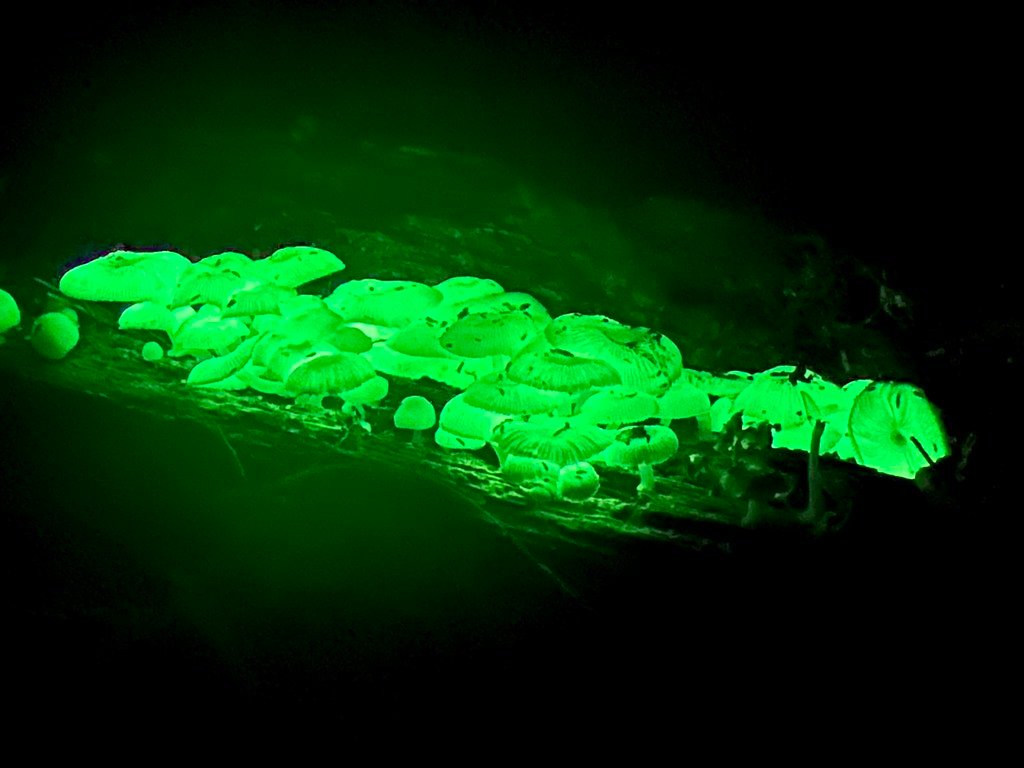 The Forests That Glow After Rain - Explained by Mycologists