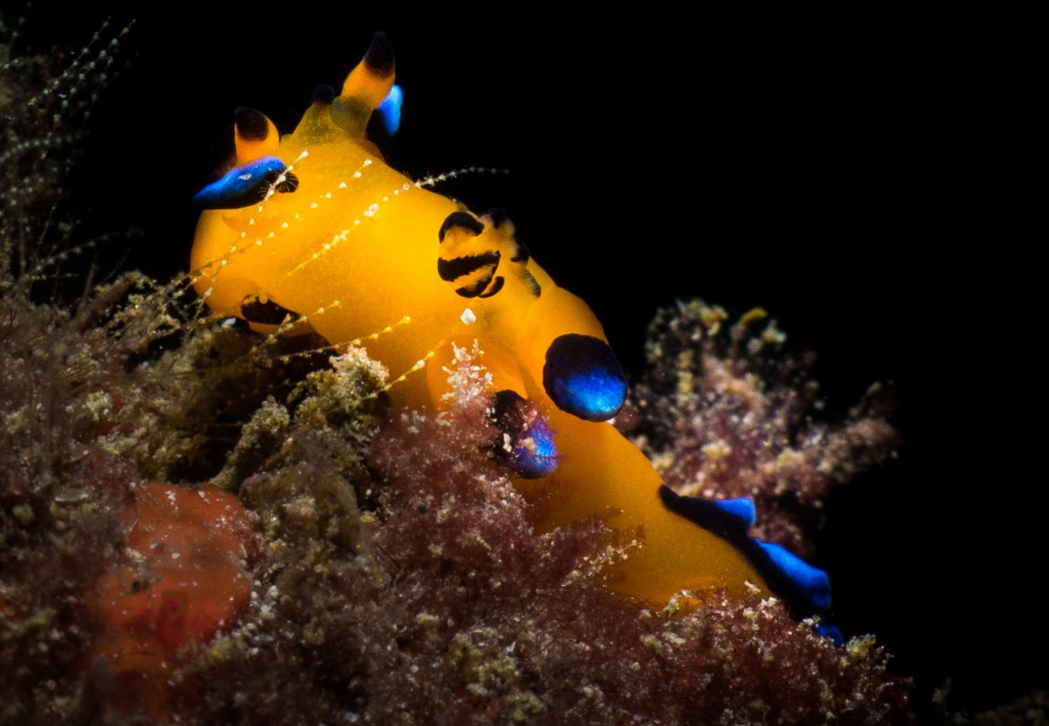 The Deep-Sea Creatures Scientists Have Recently Discovered