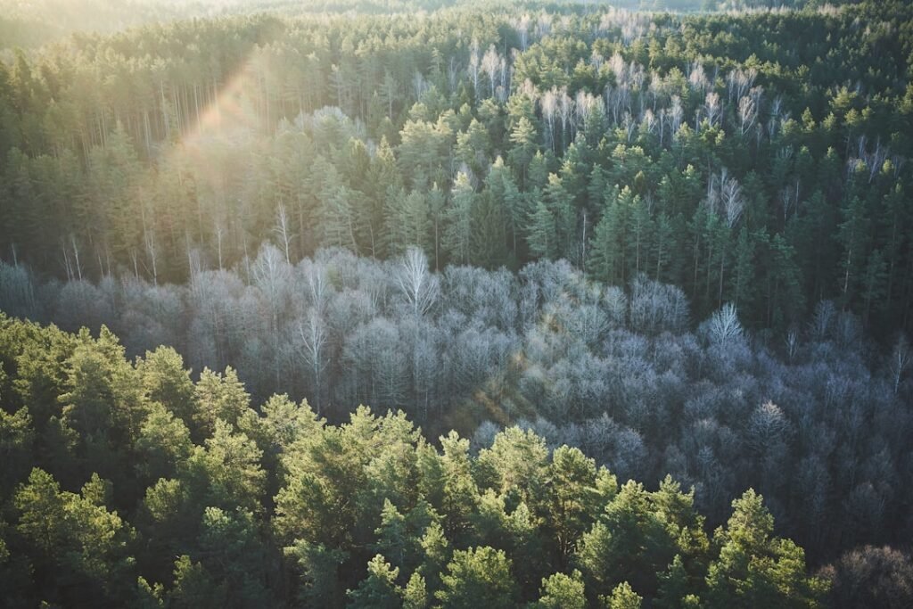 The Forest That "Breathes" - A Natural Optical Illusion Explained