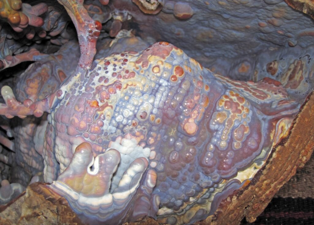 Ancient Coral Reveals Earth's First Climate Crisis