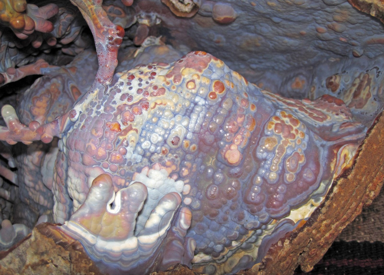 Ancient Coral Reveals Earth’s First Climate Crisis