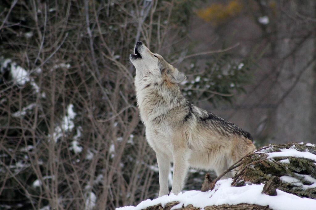 How Wolves Use Sound to Map Their Environment