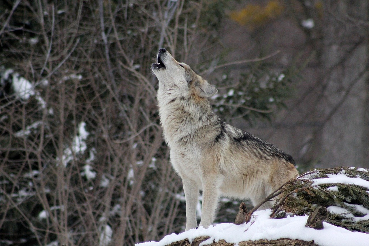 How Wolves Use Sound to Map Their Environment