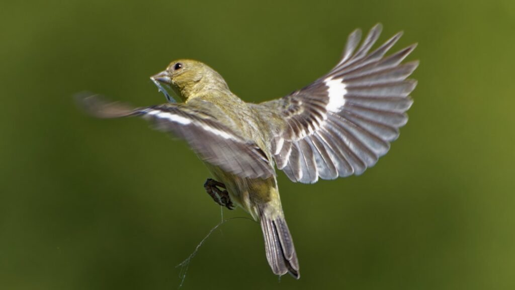The Birds That Fly Hundreds of Miles Backward - Explained by Physics