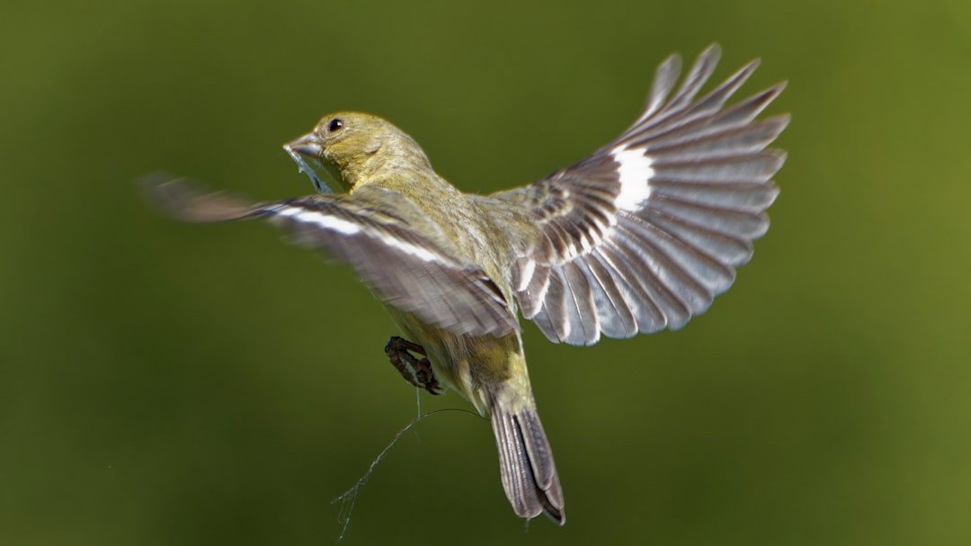 The Birds That Fly Hundreds of Miles Backward – Explained by Physics