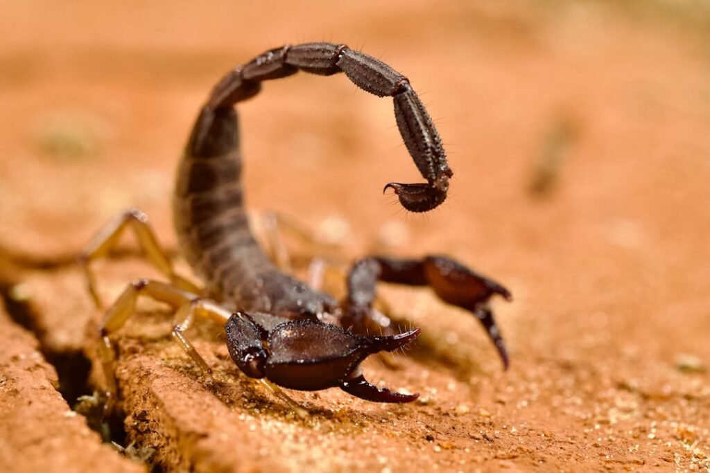 Which Animal Spirit Best Captures Scorpio's Power?