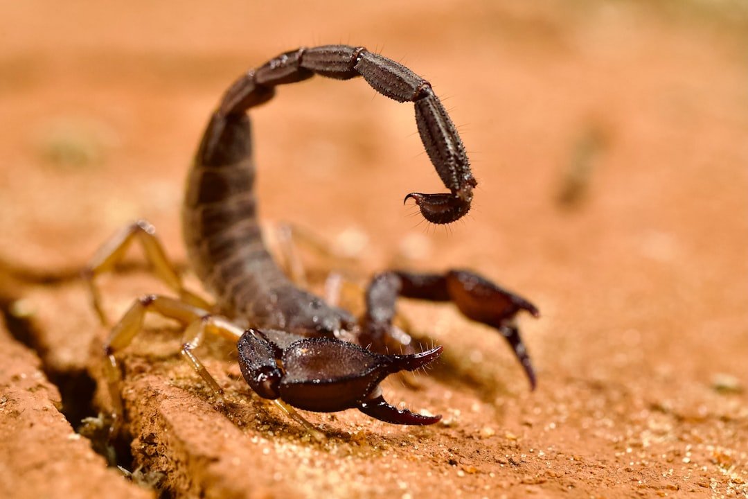 Which Animal Spirit Best Captures Scorpio’s Power?