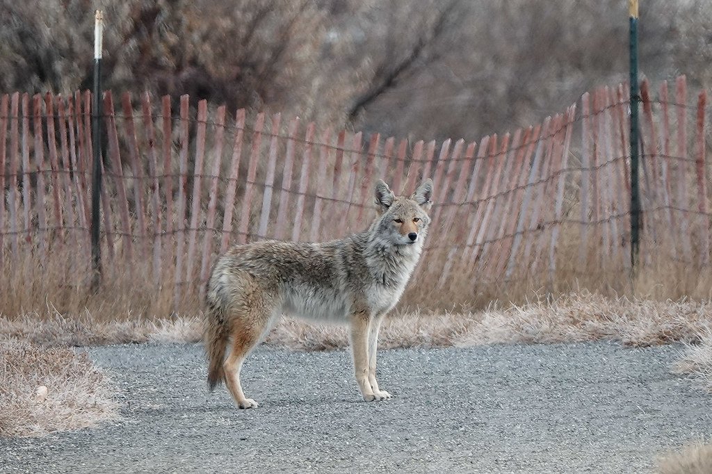 How Coyotes Outsmart GPS Collars - A Study in Adaptation