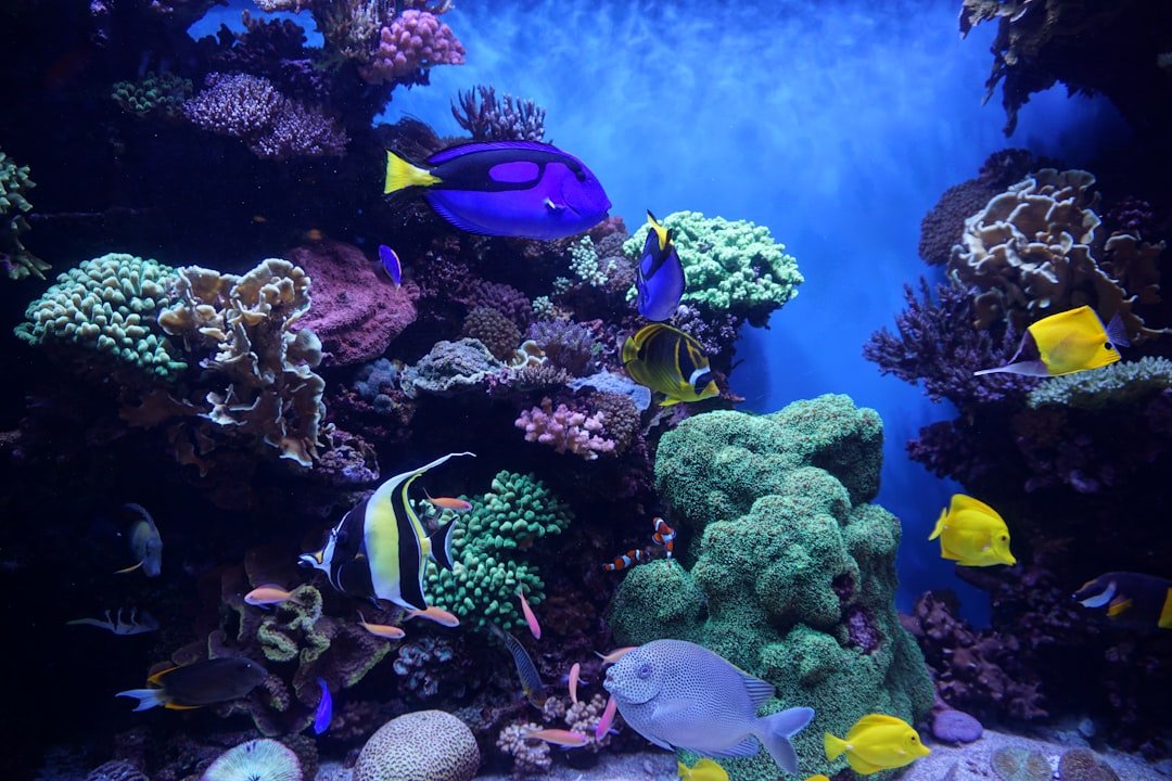 How Coral Reefs Use Sound to Attract Fish