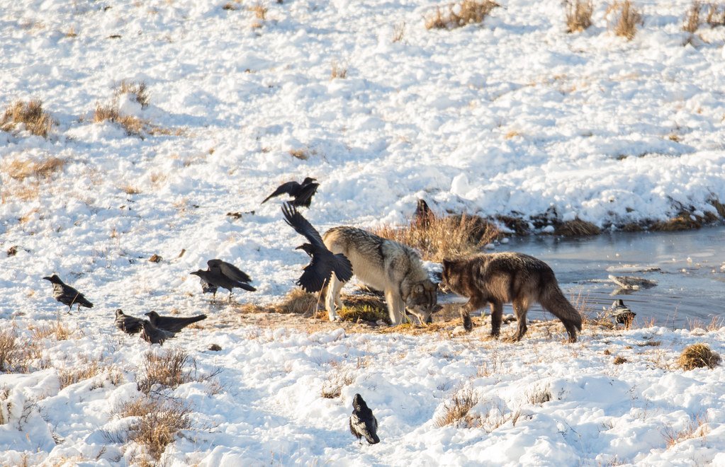 How Wolves and Ravens Cooperate to Hunt