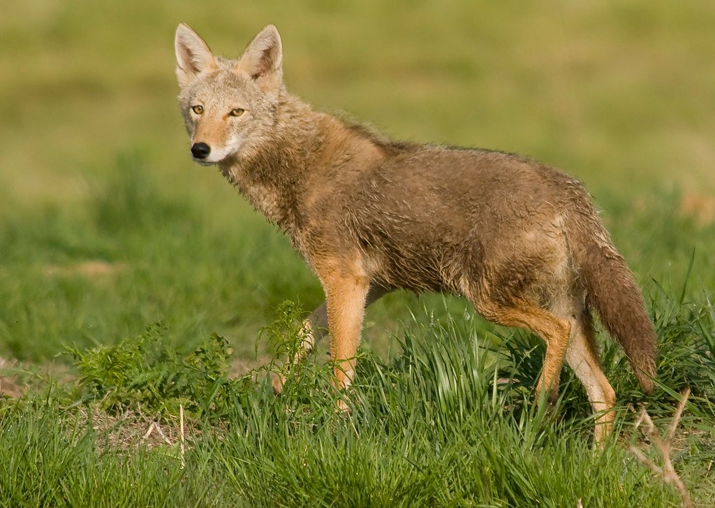 Which Wild Animal Reflects Your Approach to Change?