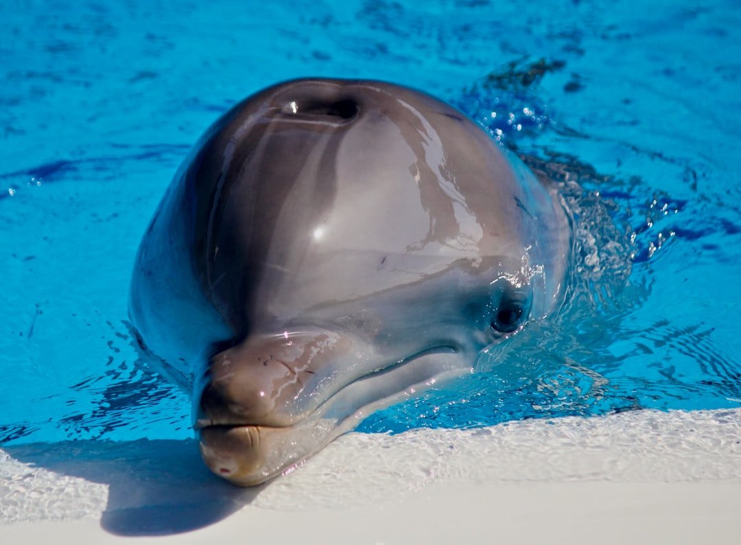 How Dolphins Recognize Themselves in Mirrors