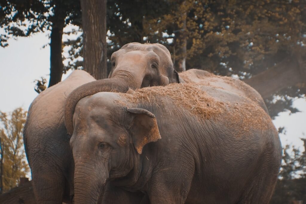 The Surprising Way Elephants Comfort Each Other After Loss