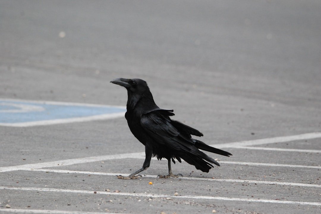 How Crows Are Learning to Use Crosswalks Like Humans
